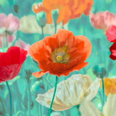 Cynthia Ann - Poppies in Bloom I