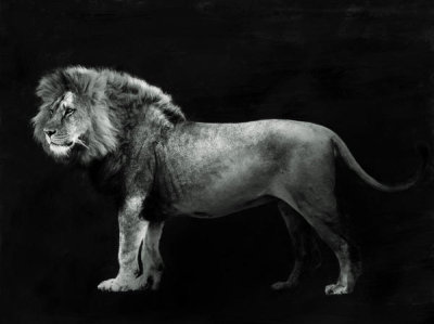 Julian Lauren - Panthera Leo