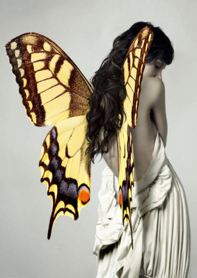 Julian Lauren - Winged Beauty 3