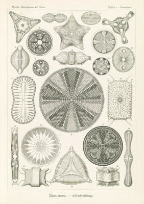 Ernst Haeckel - Algae (Diatomea - Schachtellinge)