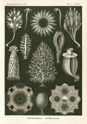 Ernst Haeckel - Calcareous Sponges (Calcispongiae - Kalkschwamme)