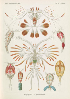 Ernst Haeckel - Copopod Crustaceans (Copepoda - Ruderkrebse)