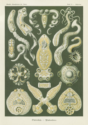 Ernst Haeckel - Flatworms (Platodes - Plattentiere)