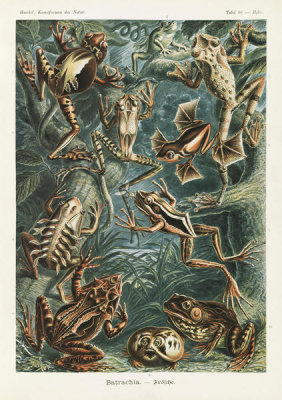 Ernst Haeckel - Frogs (Batrachia - Frosche)