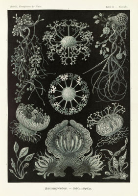 Ernst Haeckel - Fungi (Ascomycetes - Schlauchpilze)
