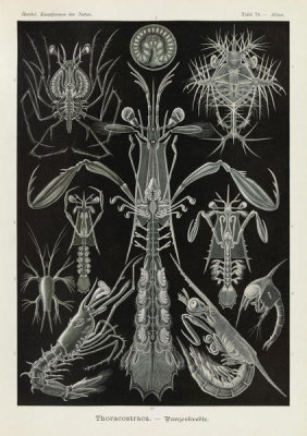 Ernst Haeckel - Invertebrates  (Thoracostraca - Panzerkrebse)