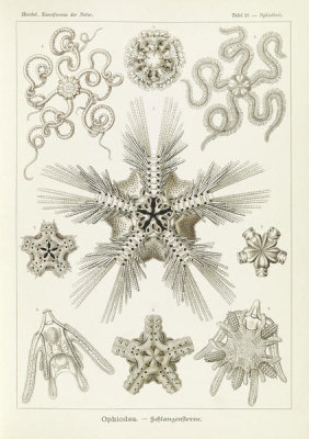 Ernst Haeckel - Invertebrates related to Starfish (Ophiodea - Schlangensterne)