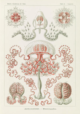 Ernst Haeckel - Jellyfish (Anthomedusae - Blumenquallen)