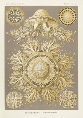 Ernst Haeckel - Jellyfish (Discomedusae - Scheibenquallen)