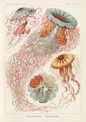 Ernst Haeckel - Jellyfish (Discomedusae - Schweibenquallen)