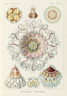 Ernst Haeckel - Jellyfish in the Phyllum Cnidaria (Peromedusae - Talchenquallen)