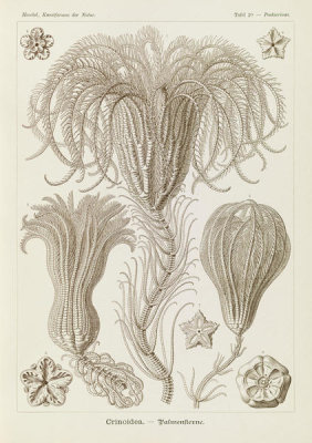 Ernst Haeckel - Marine Animals (Crinoidea - Palmensterne)