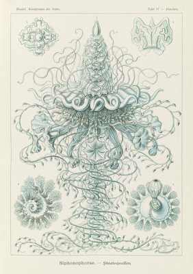 Ernst Haeckel - Marine Invertebrates (Siphonophorae - Staatsquallen)