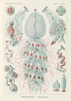 Ernst Haeckel - Marine Invertebrates (Siphonophorae - Staatsquallen)