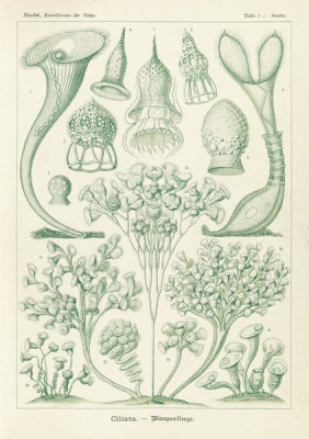 Ernst Haeckel - Microorganisms (Ciliata - Wimperlinge)