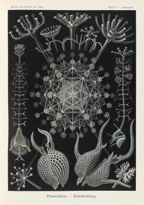 Ernst Haeckel - Microorganisms (Phaeodaria - Rohrstrahlinge)