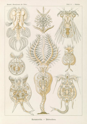 Ernst Haeckel - Microorganisms (Rotatoria - Radertiere)
