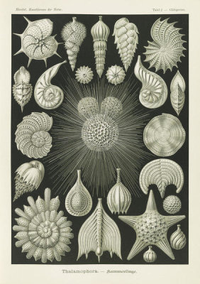 Ernst Haeckel - Microorganisms (Thalamophora - Kammerlinge)