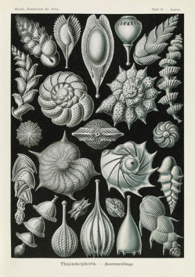 Ernst Haeckel - Microorganisms (Thalamophora - Kammerlinge)