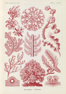 Ernst Haeckel - Red Algae (Florideae - Rotalgen)