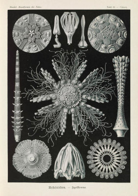 Ernst Haeckel - Sea Urchins and Sand Dollars (Echinidea - Igelsterne)
