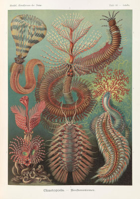 Ernst Haeckel - Spined Marine Worms (Chaetopoda - Borstenwurmer)