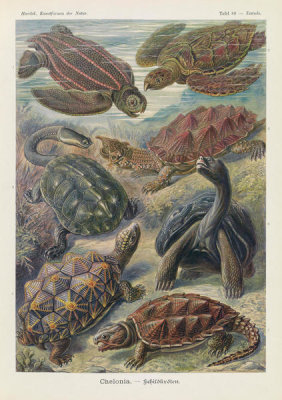 Ernst Haeckel - Tortoises and Turtles (Chelonia - Schildkroten)