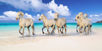 Pangea Images - Band of Brothers, Lanikai Beach, Hawaii