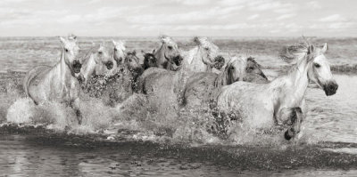 Pangea Images - Herd of Horses, Camargue