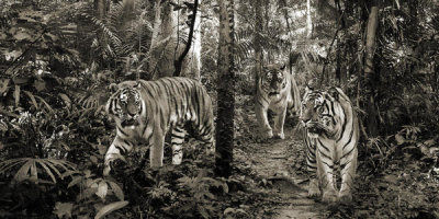 Pangea Images - Bengal Tigers (detail, BW)