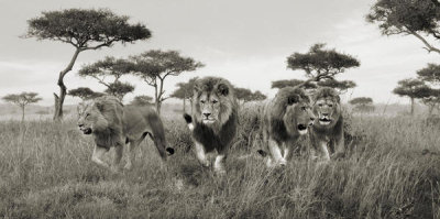 Pangea Images - Brothers, Masai Mara, Kenya (detail)