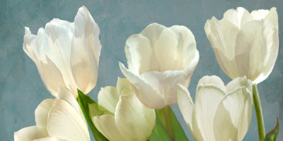 Luca Villa - White Tulips on Blue