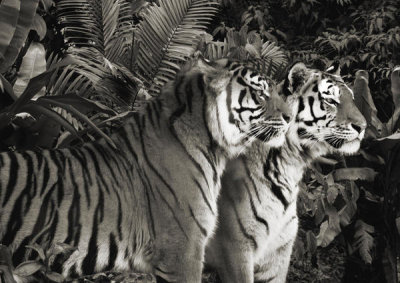 Pangea Images - Two Bengal Tigers (BW)
