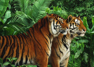Pangea Images - Two Bengal Tigers