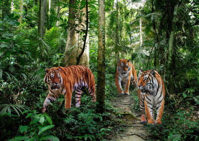 Pangea Images - Bengal Tigers