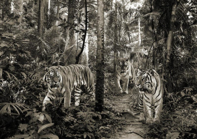Pangea Images - Bengal Tigers (BW)