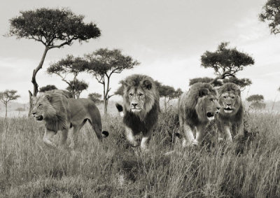 Pangea Images - Brothers, Masai Mara, Kenya