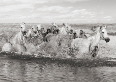 Pangea Images - Herd of Horses, Camargue