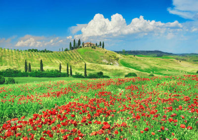 Frank Krahmer - Farmhouse with Cypresses and Poppies, Val d'Orcia, Tuscany