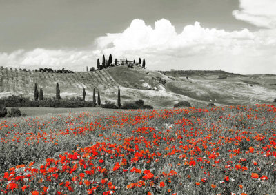 Frank Krahmer - Farmhouse with Cypresses and Poppies, Val d'Orcia, Tuscany (BW)