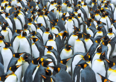 Frank Krahmer - King penguin colony, Antarctica