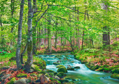 Frank Krahmer - Forest brook through beech forest, Bavaria, Germany