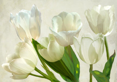 Luca Villa - White Tulips