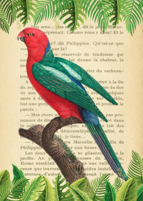 Stef Lamanche - The Australian king parrot, After Levaillant