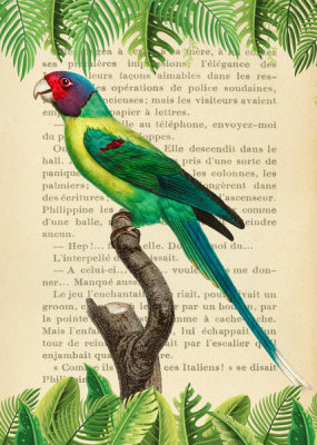 Stef Lamanche - The Plum-Headed Parakeet, After Levaillant