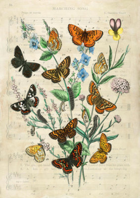 Stef Lamanche - European Butterflies, After Kirby