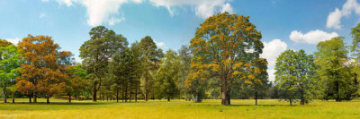 Pangea Images - Trees in a Park