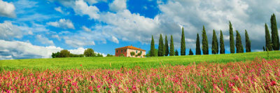 Frank Krahmer - Landscape with cypress alley and sainfoins, San Quirico d'Orcia, Tuscany