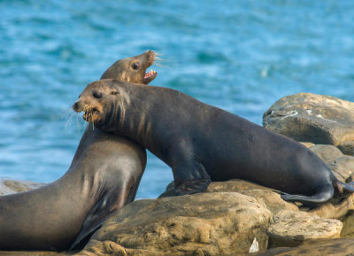 Tim Fitzharris - California Sea Lions fighting, La Jolla, California