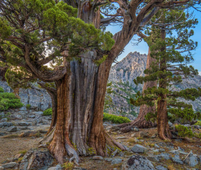 Tim Fitzharris - Western Juniper and Jeffrey Pine, Phipps Peak, Eldorado National Forest, California